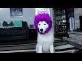 My Dogs Try On Funniest Dog Halloween Costumes 🎃