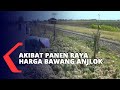 Akibat Panen Raya, Harga Bawang Merah Anjlok