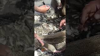 china Fish Fishing \u0026 कोमलकार #मछली Farming #fishing #fish #ytshorts #shorts2023 #shortvideo #shorts