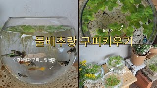 수경식물과함께 구피키우기 도전#구피#물배추#수경식물