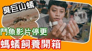 螞蟻農場 臭巨山蟻螞蟻飼養開箱