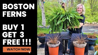 Boston Ferns Buy 1 Get 3 Free! How to Divide Plants. Summer Containers Annual Plants on a Budget!!