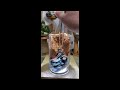 mini garden in glass diy shorts short shortvideo shortsvideo shortsfeed viral