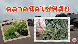 ตลาดนัดโซ่พิสัย เป็นตลาดขายกิ่งพันธุ์ไม้ต่างๆ