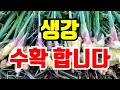 생강 판매 끝났어요. 올해 작황은