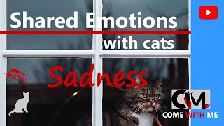 Shared Emotions With Cats - Sadness 🎼🎧