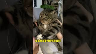 由于别的小猫都有才艺而小卷没有，所以卷宝要卖身换猫粮啦！#shorts #撸猫 #宠物