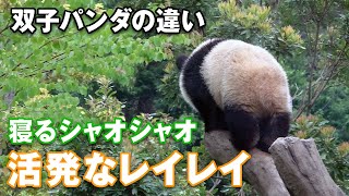 2022/5/17  レイレイの一日　双子でも全然違う　寝てばかりのシャオシャオと活発ねレイレイ　Giant Panda Xiao Xiao \u0026 Rei Rei, Shin Shin