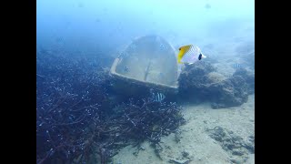 夏！！　奄美大島　古仁屋　大和浜でダイビング