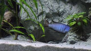 Mylochromis Mchuse balzt