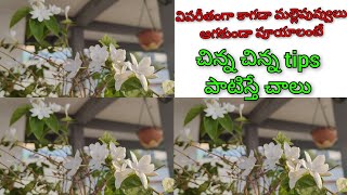 కాగడా మల్లె పువ్వులు గుత్తులు గుత్తులుగా పూయలంటే