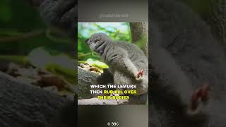Lemurs high on Millipedes #shorts #viral #trending