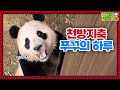 (SUB) Kid Panda Understands Korean And Plays Pranks│ Panda World🐼