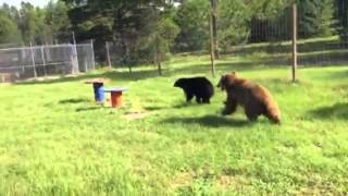 Honey & Bruiser morning playtime