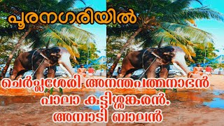 മൂന്ന് ഗജവീരന്മാർ ഒന്നിച്ച് ഉത്സവ നഗരിയിൽ  #Cherpulassery ananthapadmanabhan