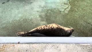 お昼寝するゴマフアザラシ　旭山動物園 / Spotted Seal in Asahiyama Zoo.