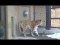 amur tiger stand up~アムールトラのタツオが気になるもの