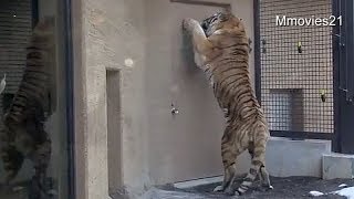 Amur Tiger stand up~アムールトラのタツオが気になるもの