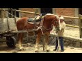 How to Breed Draft Horses - Percheron - Blegium Horse -TvAgro by Juan Gonzalo Angel