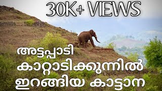 അട്ടപ്പാടി കാറ്റാടി കുന്നിൽ ഇറങ്ങിയ കാട്ടാന | WILD ELEPHANT VISIT KATTADI KUNNU ATTAPPADY