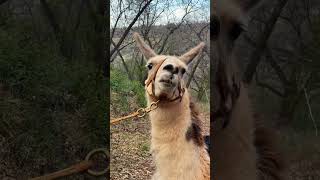 Hike Bidwell Park with Happy Homestead Llamas in Chico, California │ Explore Butte County