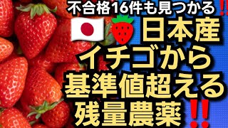 日本産イチゴ基準値超える‼️残留農薬検出‼️2023年3月24日‼️