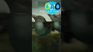 【秋田県】🐟️男鹿水族館🐡 GAO🌊 水中を飛ぶ可愛すぎる✨ペンギン🐧