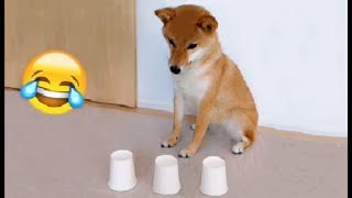 Shibe gets Bamboozled