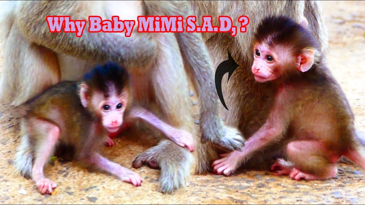 Why Baby Mimi S-A-D? B-B Monkey Really Needs More Care From Mommy - YouTube