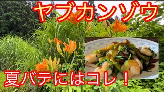 【野草採り】ヤブカンゾウの蕾・金針菜を食して夏を乗り切る⁈