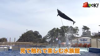 凄ロック！【越前松島水族館】