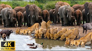 4K African Animals: Hwange National Park - Amazing African Wildlife Footage with Real Sounds in 4K