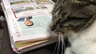 高速尻叩きで猫ちゃんが悶絶