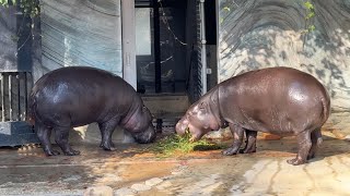 あれ‼２頭一緒にいる【‎2025年‎1月15日】【上野動物園】コビトカバ