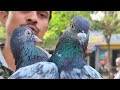 সবথেকে বড় কবুতরের হাট পর্ব ১৬০ largest pigeon market in khulna খালিশপুর নয়াবাটি চিত্রালী খুলনা