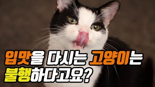 고양이가 불행할 때 하는 행동 | What Cats Do When Unhappy | 냥이생각