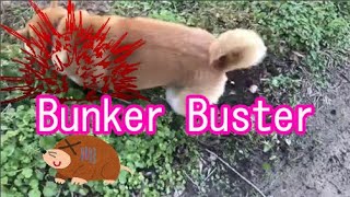 柴犬サブ【Bunker Buster 】バンカーバスター　みやこ寿司　トラ猫ゆき　多賀の里　愛知　常滑　ランチ　子連れOK　多賀神社