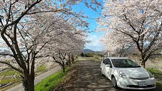 滋賀観光 高時川堤防の桜 Cherry blossoms on the Takatoki embankment