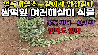 [화단꾸미기]얼룩매일초 Flowerbed decorating perennial plants 식물 쌍떡잎식물