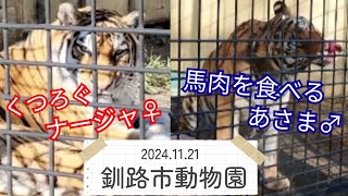 【釧路市動物園】ナージャの毛繕い🐯あさまのおやつTIME🍖