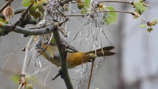 Female Baltimore Oriole building a nest