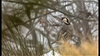 Το  Κελάηδισμα της Πετροπέρδικας / alectoris graeca special Birds call song