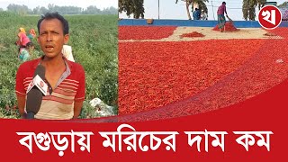 মরিচের দাম কম হওয়ায় কৃষকরা চাষে আগ্রহ হারাচ্ছে