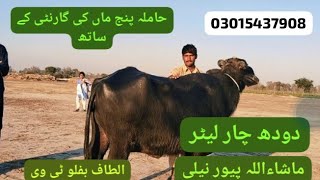 watch pure neeli Ravi buffalo for sale in Punjab Pakistan 24-1-2025 on YouTube