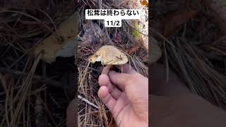 松茸動画まだまだアップします！