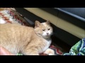 くしゃみハクションに反応する♂ネコだいず；猫おもしろ動画