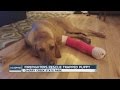 Dog Rescued Kyle 6p Pkg