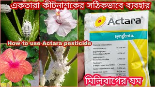 How to use Actara pesticide। একতারা কীটনাশকের সঠিকভাবে ব্যবহার। Best insecticide against mealybugs