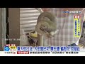 夏天蛇出沒 大蛇竄民宅 農民遭