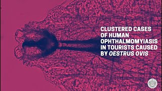 Clustered cases of human Ophthalmomyiasis in tourists by Oestrus ovis [Cinzia Pasini] Soipa 2021